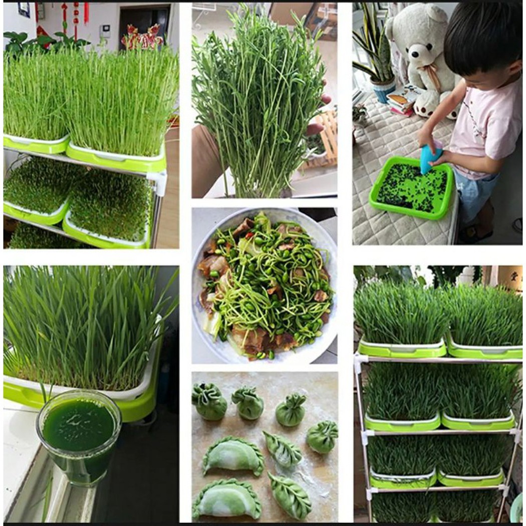 Taca na kiełki Microgreens Hyd – Hydroponic Grow Pod recenzja i cena