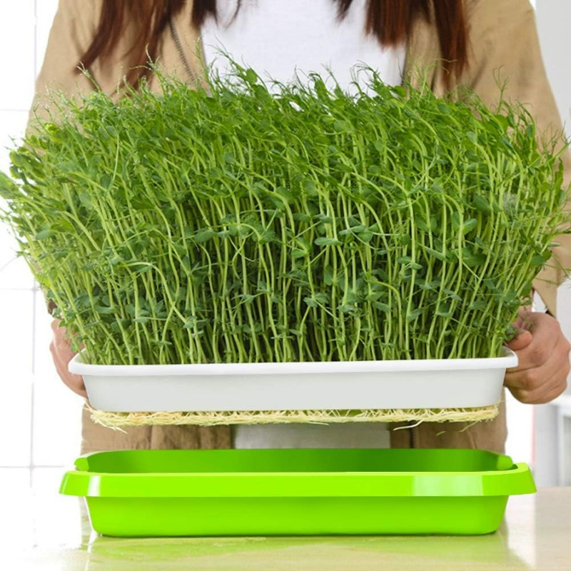 Taca do kiełkowania mikrolistk – Hydroponic Grow Pod recenzja i cena